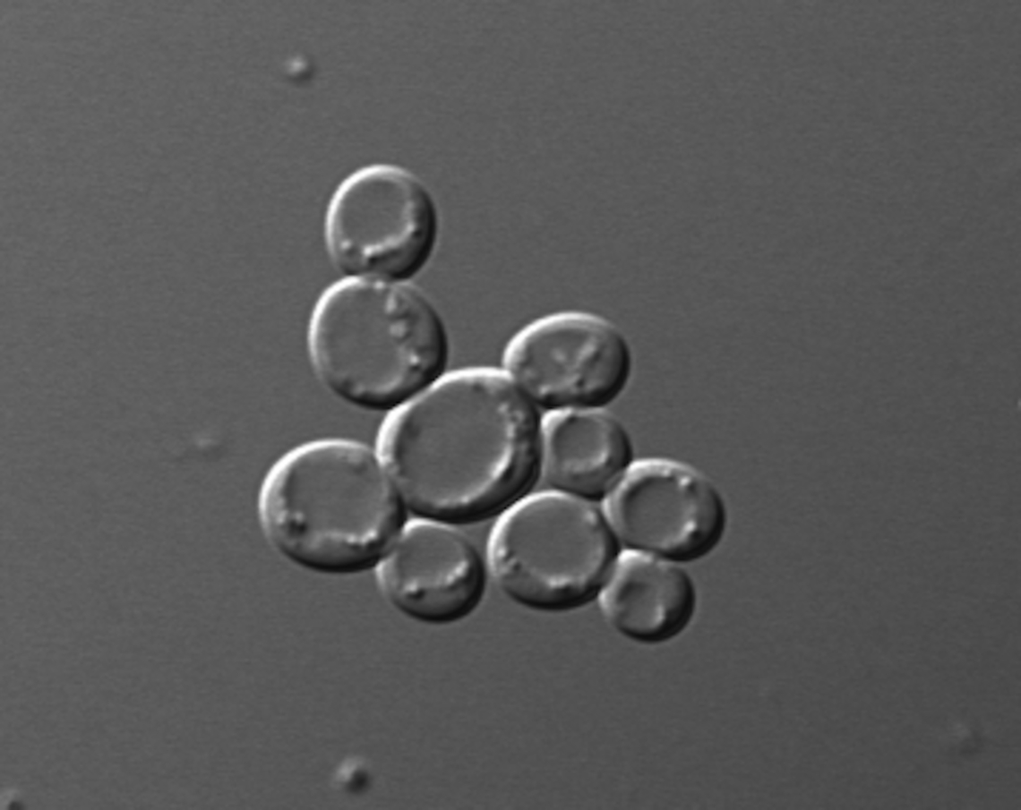 Saccharomyces cerevisiae This was my main research organism during my academic work years. Our fermentative species by excellence, our bread, beer, wine and many more goodies maker! This is a picture from my studies made with confocal microscopy. Belgium,Geotagged,Saccharomyces cerevisiae