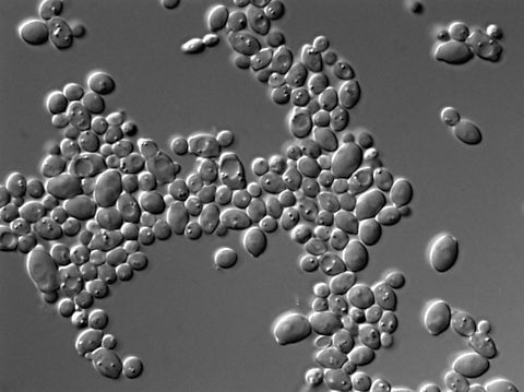 Kluyveromyces lactis I worked with this yeast species (which nicely smells like apple, by the way) for my PhD thesis. I transferred the genes that allow it to metabolize lactose into the yeast Saccharomyces cerevisiae to combine the ability of for example bread making by using lactose present in the cheese whey to help solving the pollution problem that this industrial by product causes when it gets dumped into the environment. If interested here is some nice readings: 
https://pubmed.ncbi.nlm.nih.gov/16014343/
https://pubmed.ncbi.nlm.nih.gov/16289464/ Geotagged,Kluyveromyces lactis,Spain