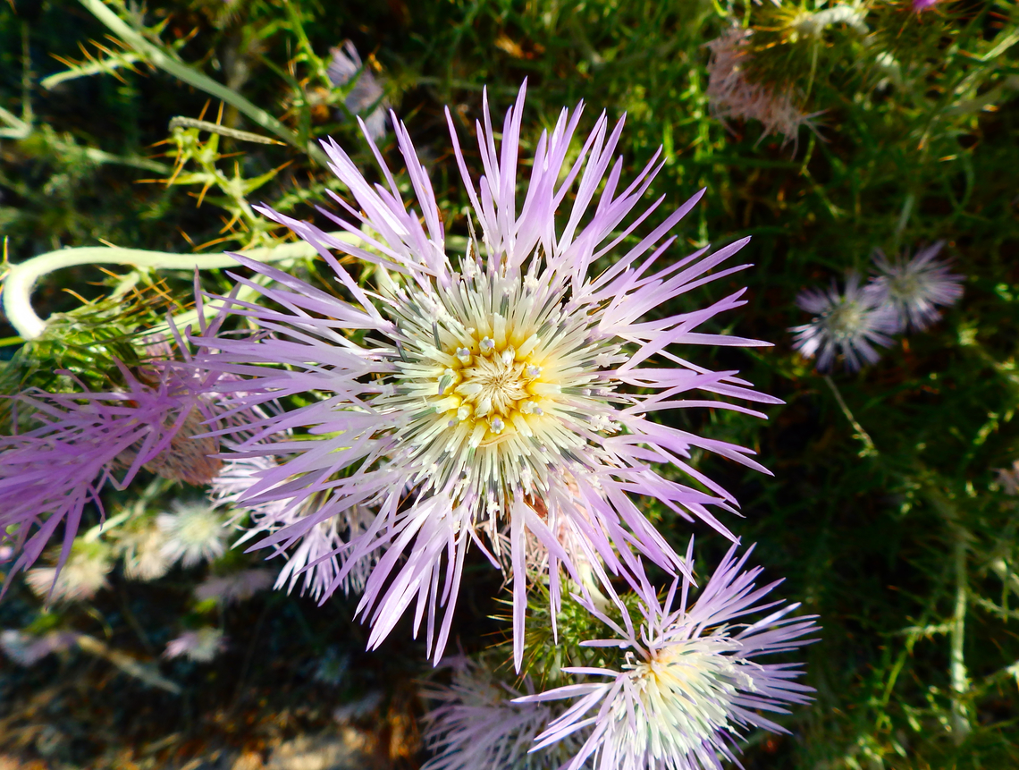 Rock thistle - Carduncellus dianius Cabo de San Antonio, Javea, Alicante. Carduncellus dianius,Geotagged,Rock thistle,Spain,Spring