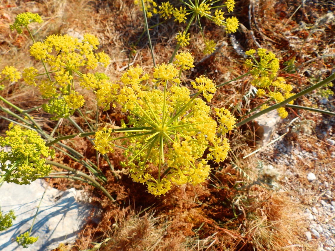 Villous deadly carrot - Thapsia villosa Cabo de San Antonio, Javea, Alicante.  Geotagged,Spain,Spring,Thapsia  villosa,Thapsia villosa