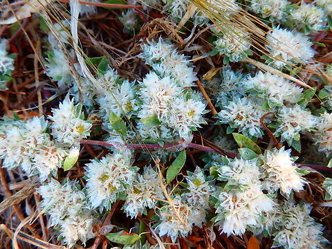 Paronychia argentea Cabo de San Antonio, Javea, Alicante.  Geotagged,Paronychia argentea,Spain,Spring