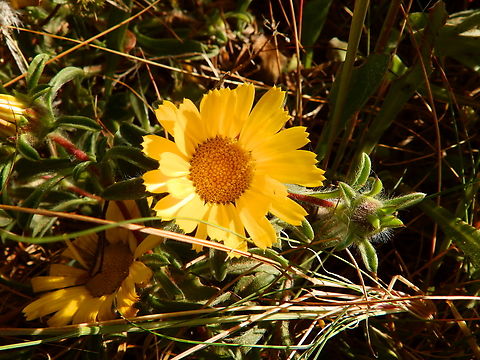 Gold Coin - Pallenis maritima Cabo de San Antonio, Javea, Alicante.  Geotagged,Gold Coin,Pallenis maritima,Spain,Spring