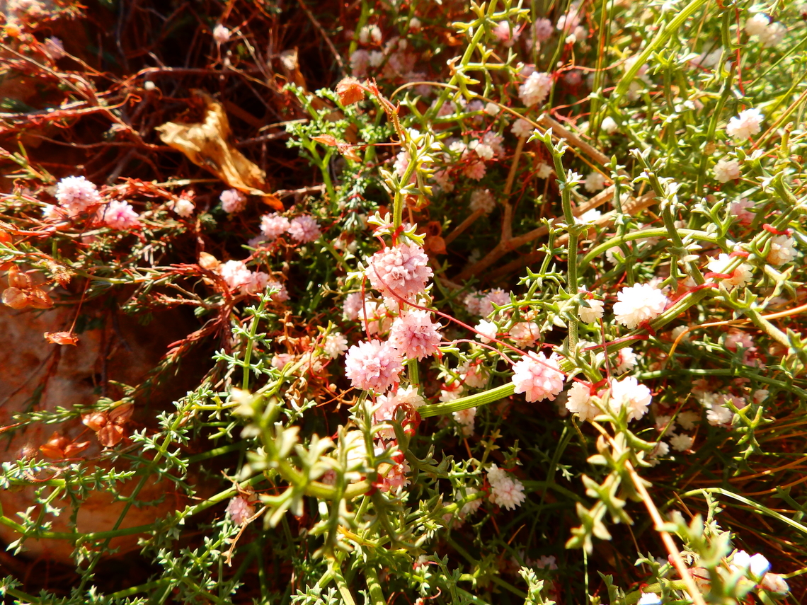 Cuscuta epithymum Cabo de San Antonio, Javea, Alicante.  Cuscuta epithymum,Geotagged,Spain,Spring
