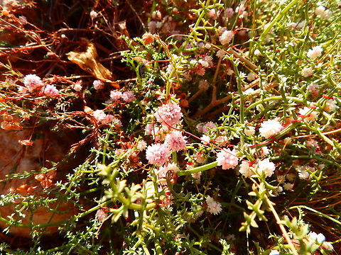 Cuscuta epithymum Cabo de San Antonio, Javea, Alicante.  Cuscuta epithymum,Geotagged,Spain,Spring