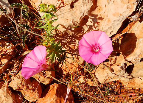 Mallow bindweed - Convolvulus althaeoides Cabo de San Antonio, Javea, Alicante.  Convolvulus althaeoides,Geotagged,Mallow bindweed,Spain,Spring