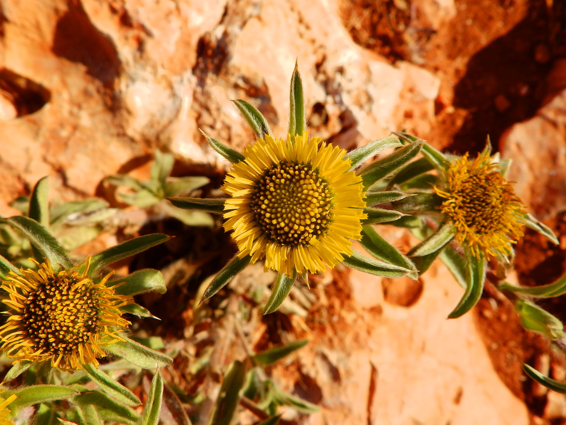 Spiny Starwort - Pallenis spinosa Cabo de San Antonio, Javea, Alicante.  Geotagged,Pallenis spinosa,Spain,Spiny Starwort,Spring