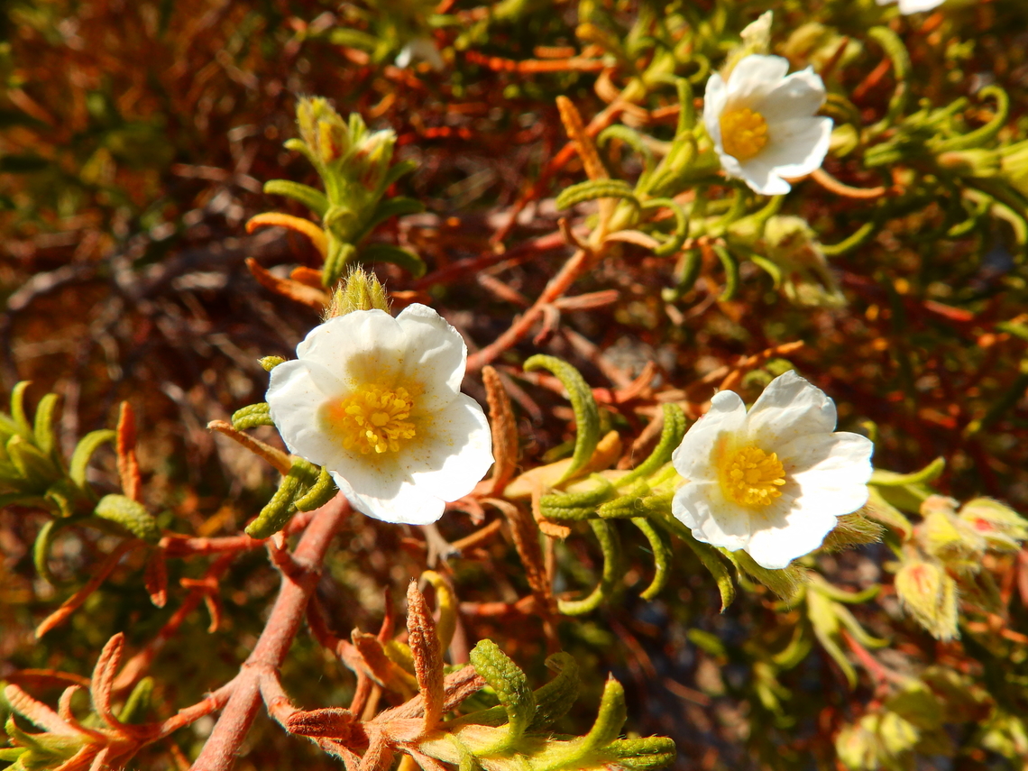 Tamarilla del Mar Menor - Helianthemum marminorense Cabo de San Antonio, Javea, Alicante.  Geotagged,Helianthemum marminorense,Spain,Spring,Tamarilla del Mar Menor