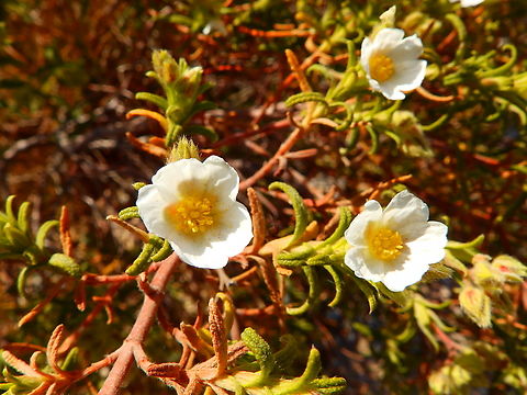 Tamarilla del Mar Menor - Helianthemum marminorense Cabo de San Antonio, Javea, Alicante.  Geotagged,Helianthemum marminorense,Spain,Spring,Tamarilla del Mar Menor
