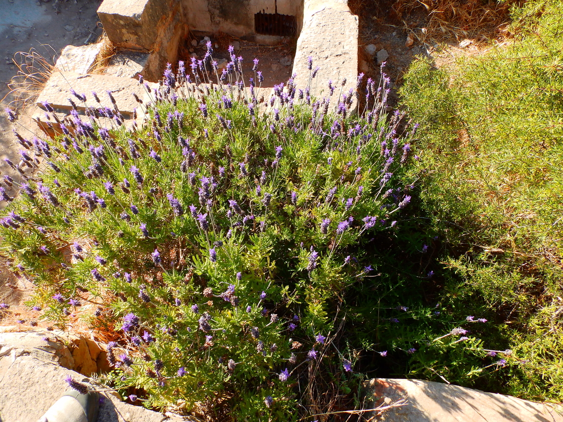 Lavandula dentata Cabo de San Antonio, Javea, Alicante.  French Lavender,Geotagged,Lavandula dentata,Spain,Spring