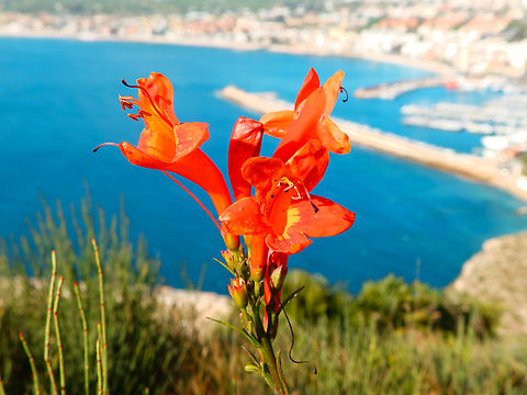 Cape honeysuckle - Tecomaria_capensis Cabo de San Antonio, Javea, Alicante. 
Native from South Africa, probably introduced in Spain as ornamental and seeds dispersed to the environment as is now growing in the wild.
http://www.apatita.com/herbario/especie.php?id=Tecomaria_capensis Geotagged,Spain,Spring,Tecomaria capensis