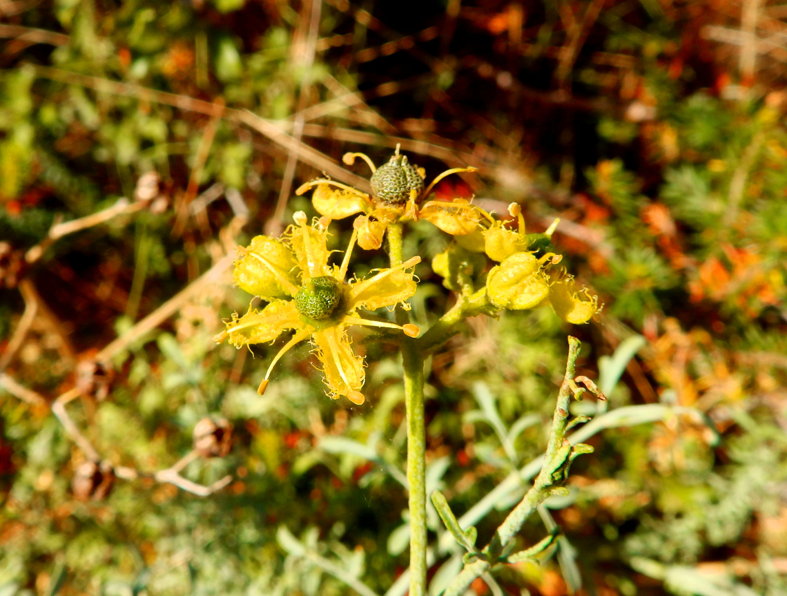 Ruta angustifolia Cabo de San Antonio, Javea, Alicante.  Geotagged,Ruta angustifolia,Spain,Spring