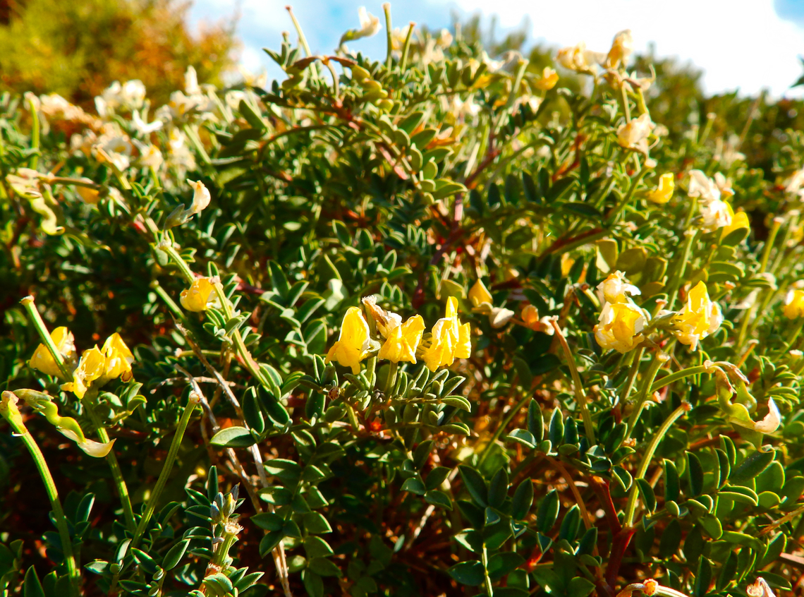 Herradura de roca - Hippocrepis valentina Cabo de San Antonio, Javea, Alicante.  Geotagged,Herradura de roca,Hippocrepis valentina,Spain,Spring