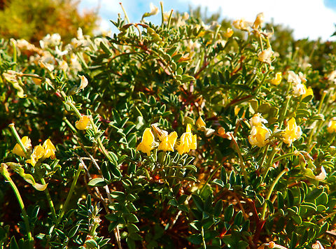 Herradura de roca - Hippocrepis valentina Cabo de San Antonio, Javea, Alicante.  Geotagged,Herradura de roca,Hippocrepis valentina,Spain,Spring