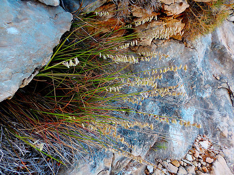 Melica minuta Cabo de San Antonio, Javea, Alicante.  Geotagged,Melica minuta,Spain,Spring