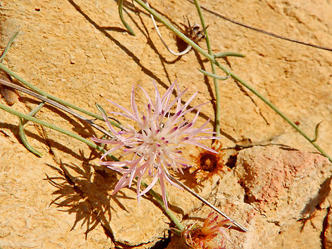 Bracera - Centaurea rouyi Cabo de San Antonio, Javea, Alicante.  Bracera,Centaurea rouyi,Geotagged,Spain,Spring