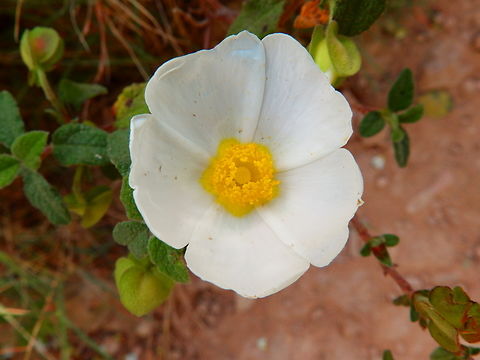 Sage-leaved rock-rose - Cistus salviifolius Cabo de San Antonio, Javea, Alicante.  Cistus salviifolius,Geotagged,Sage-leaved rock-rose,Spain,Spring