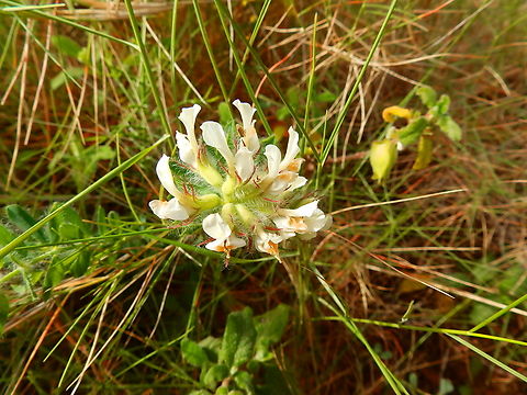 Hairy Canary-Clover - Dorycnium/Lotus hirsutum Cabo de San Antonio, Javea, Alicante.  Geotagged,Hairy Canary-Clover,Lotus hirsutus,Spain,Spring
