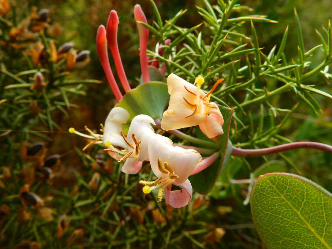 Mediterranean Honeysuckle - Lonicera implexa Cabo de San Antonio, Javea, Alicante.  Geotagged,Lonicera implexa,Mediterranean Honeysuckle,Spain,Spring