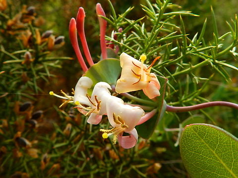 Mediterranean Honeysuckle - Lonicera implexa Cabo de San Antonio, Javea, Alicante.  Geotagged,Lonicera implexa,Mediterranean Honeysuckle,Spain,Spring