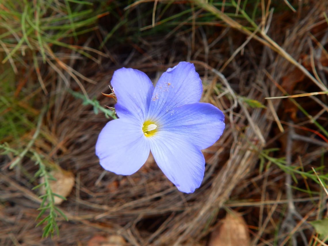 Perennial flax - Linum narbonense Cabo de San Antonio, Javea, Alicante.  Geotagged,Linum narbonense,Spain,Spring