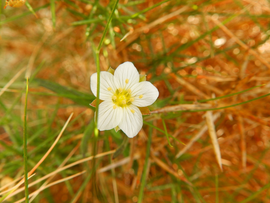 Mountain sandwort - Arenaria montana subsp. intricata Cabo de San Antonio, Javea, Alicante.  Arenaria montana,Geotagged,Spain,Spring,arenaria montana