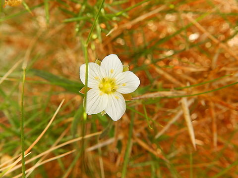 Mountain sandwort - Arenaria montana subsp. intricata Cabo de San Antonio, Javea, Alicante.  Arenaria montana,Geotagged,Spain,Spring,arenaria montana