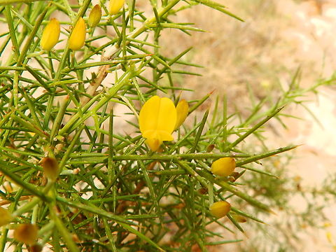 Small-flowered Gorse - Ulex parviflorus Cabo de San Antonio, Javea, Alicante.  Geotagged,Small-flowered Gorse,Spain,Spring,Ulex parviflorus
