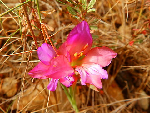 Gladiolus illyricus Cabo de San Antonio, Javea, Alicante.  Geotagged,Gladiolus illyricus,Spain,Spring