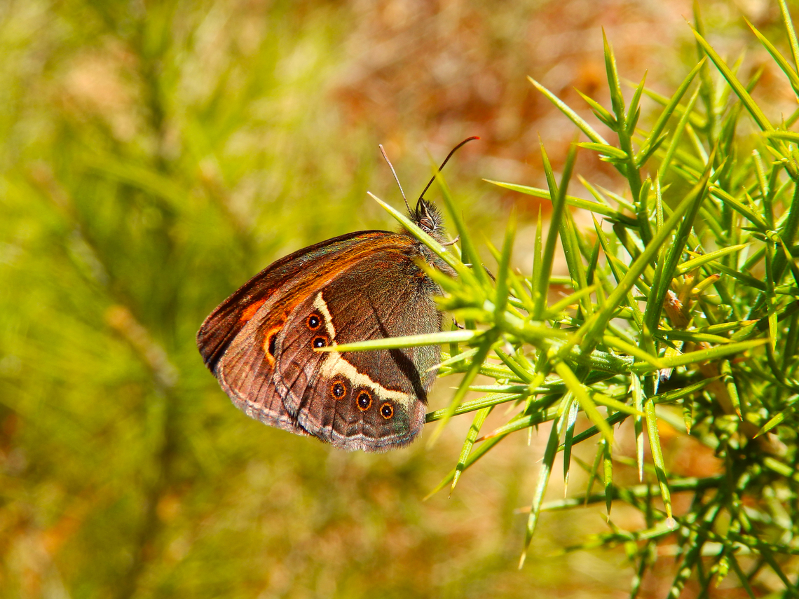 Spanish gatekeeper - Pyronia bathseba Cabo de San Antonio, Javea, Alicante.  Geotagged,Pyronia bathseba,Spain,Spanish gatekeeper,Spring