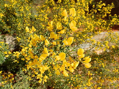 Hairy thorny broom - Calicotome villosa Cabo de San Antonio, Javea, Alicante.  Calicotome villosa,Geotagged,Hairy thorny broom,Spain,Spring