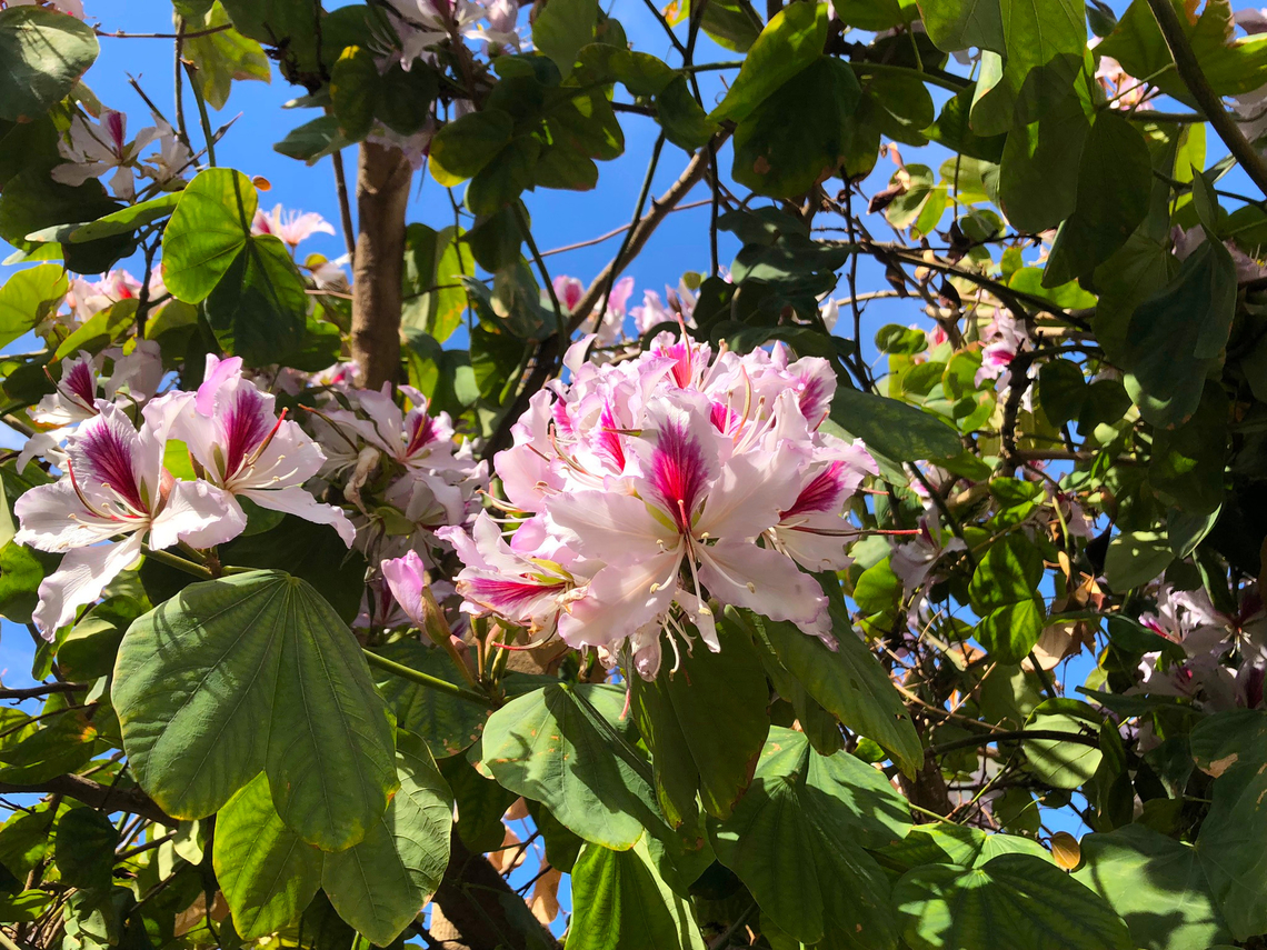 Bauhinia variegata Maybe cultivated.<br />
Cabo de San Antonio, Javea, Alicante.  Bauhinia variegata,Geotagged,Orchid tree,Spain,Spring