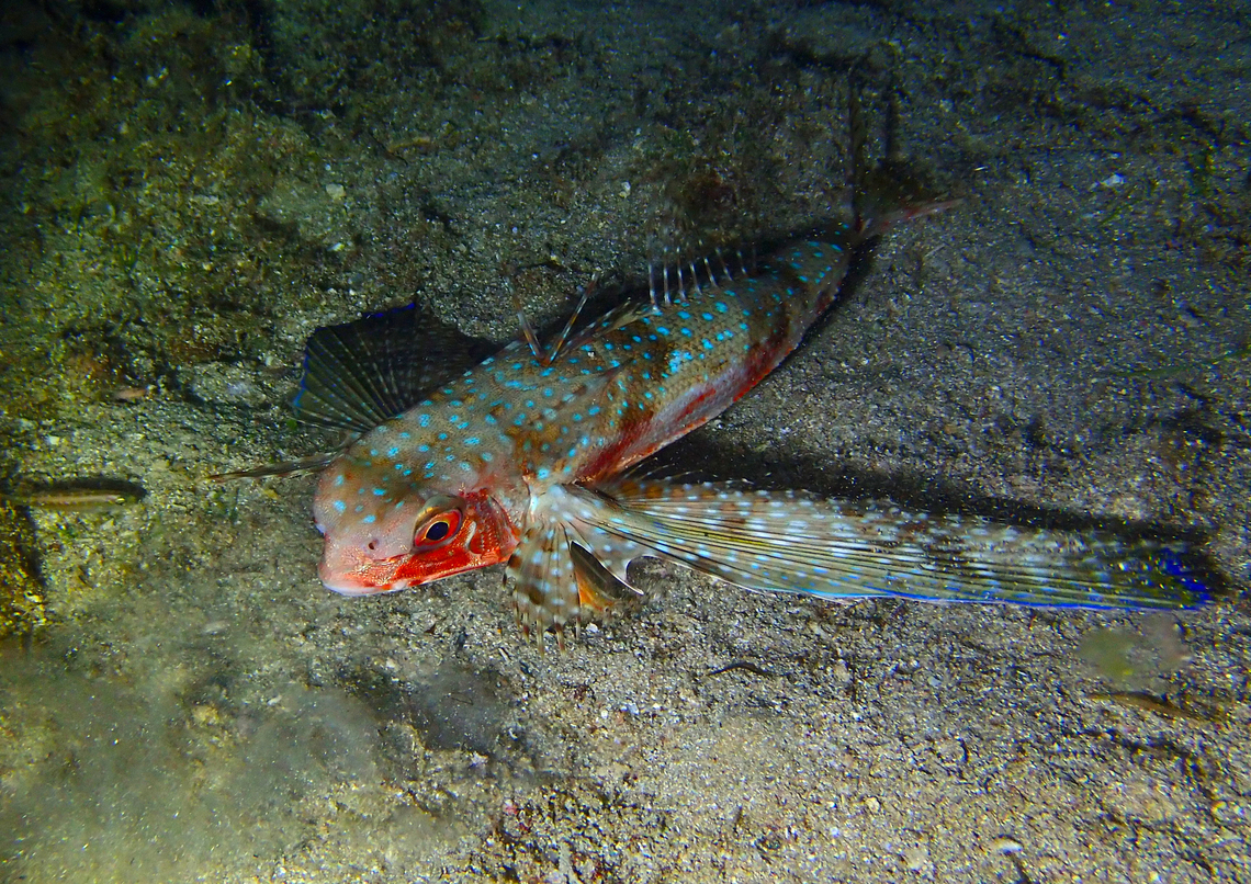 Flying gurnard - Dactylopterus volitans Isla de Benidorm, Alicante. Dactylopterus volitans,Flying gurnard,Geotagged,Spain,Summer