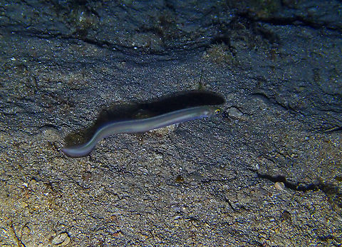 Bandtooth conger - Ariosoma balearicum Isla de Benidorm, Alicante.  Ariosoma balearicum,Bandtooth conger,Geotagged,Spain,Summer
