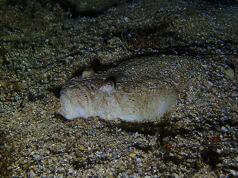 Atlantic stargazer - Uranoscopus scaber Isla de Benidorm, Alicante.  Atlantic stargazer,Geotagged,Spain,Summer,Uranoscopus scaber