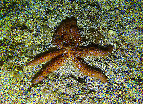 Blue spiny starfish - Coscinasterias tenuispina Isla de Benidorm, Alicante.  Blue spiny starfish,Coscinasterias tenuispina,Geotagged,Spain,Summer