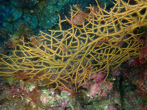 Orange Gorgonian - Leptogorgia sarmentosa Isla de Benidorm, Alicante.  Geotagged,Leptogorgia sarmentosa,Orange Gorgonian,Spain,Summer