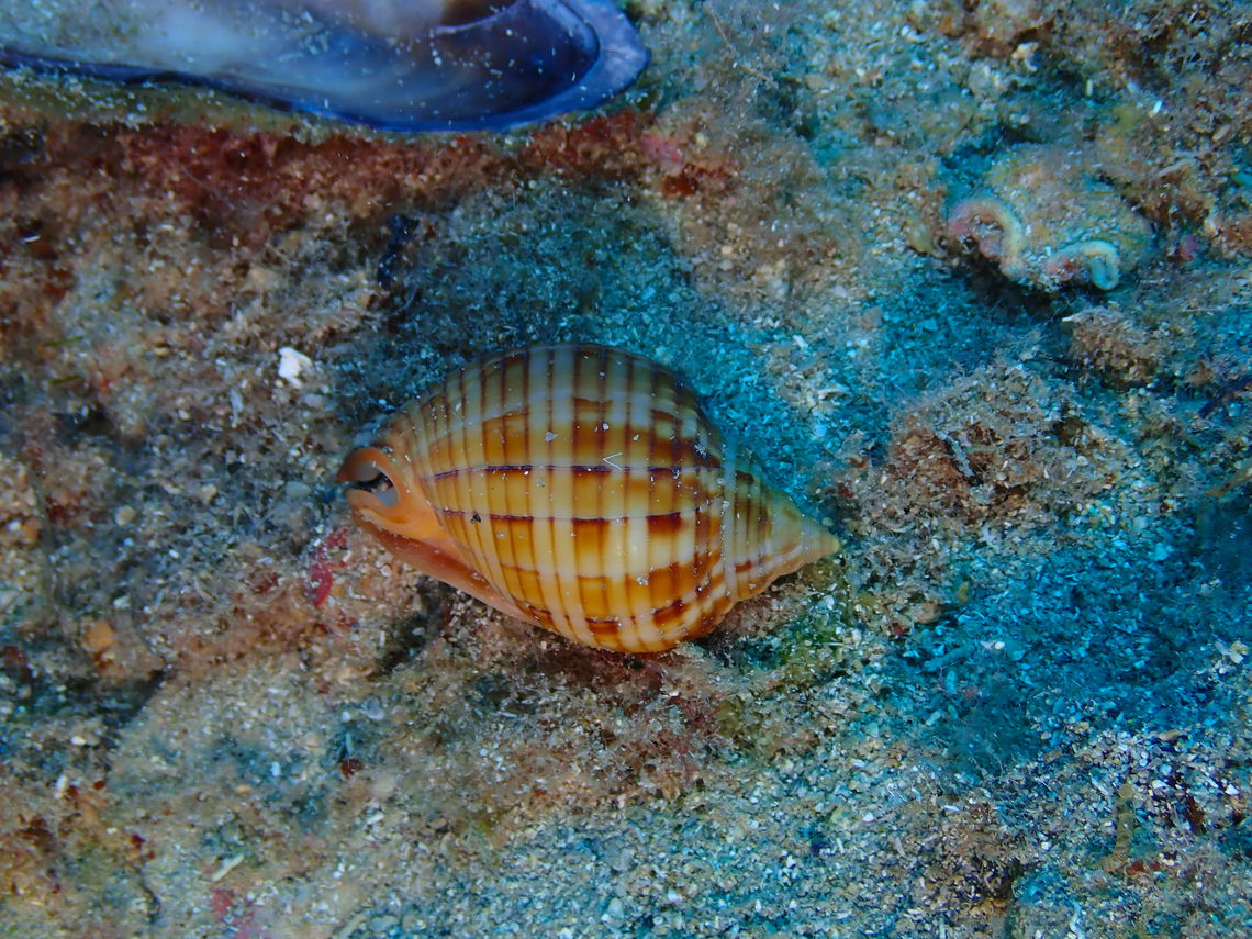 Phalium undulatum Isla de Benidorm, Alicante.  Fall,Geotagged,Semicassis undulata,Spain
