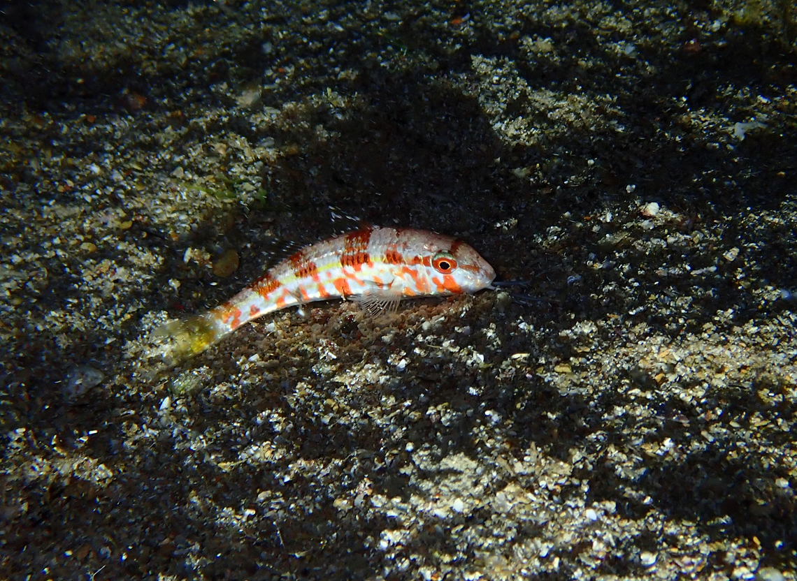 Striped red mullet - Mullus surmuletus Isla de Benidorm, Alicante.  Geotagged,Mullus surmuletus,Spain,Striped red mullet,Summer