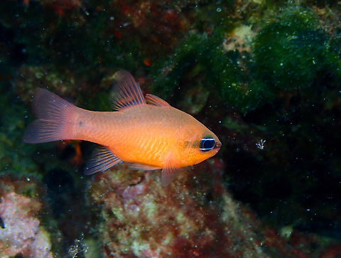 Mediterranean cardinalfish - Apogon imberbis  Apogon imberbis,Fall,Geotagged,Mediterranean Cardinalfish,Spain