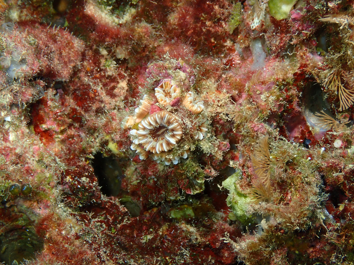 Madrepora Carnation - Caryophyllia inornata Isla de Benidorm, Alicante.  Caryophyllia inornata,Fall,Geotagged,Madrepora Carnation,Spain
