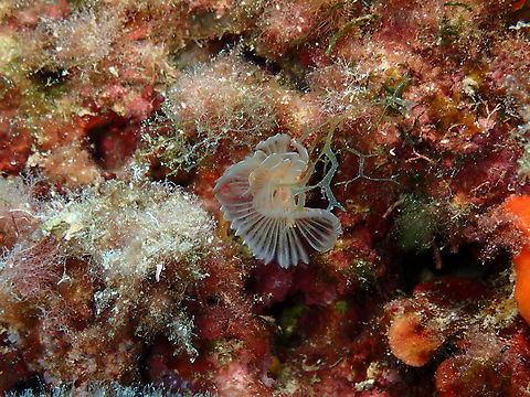 Smooth tubeworm - Protula tubularia Isla de Benidorm, Alicante.  Fall,Geotagged,Protula tubularia,Smooth tubeworm,Spain