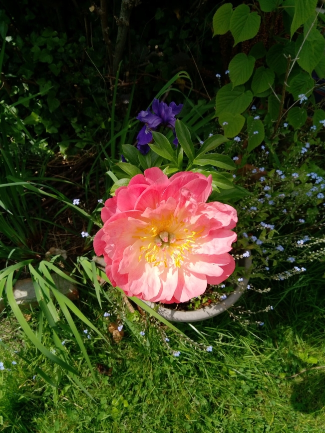 Chinese Peony - Paeonia lactiflora Garden habitat. Belgium,Chinese Peony,Geotagged,Paeonia lactiflora