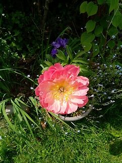 Chinese Peony - Paeonia lactiflora Garden habitat. Belgium,Chinese Peony,Geotagged,Paeonia lactiflora