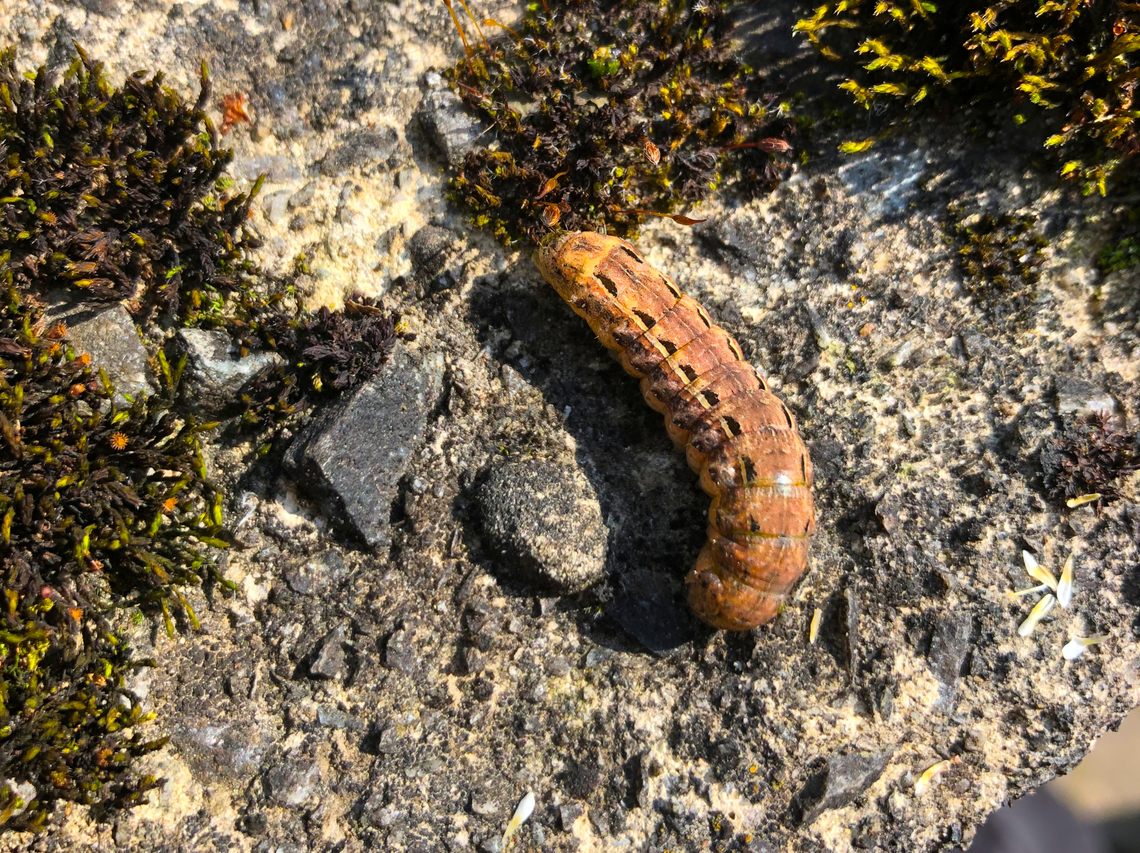 Large yellow underwing - Noctua pronuba  Belgium,Geotagged,Large yellow underwing,Noctua pronuba,Spring