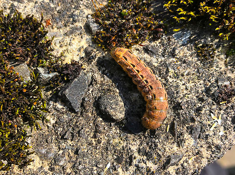 Large yellow underwing - Noctua pronuba  Belgium,Geotagged,Large yellow underwing,Noctua pronuba,Spring