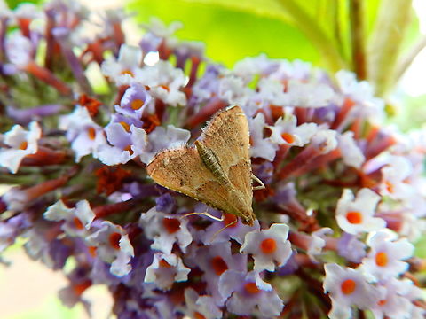 Rossy Tabby - Endotricha flammealis  Belgium,Endotricha flammealis,Geotagged,Rosy Tabby,Summer