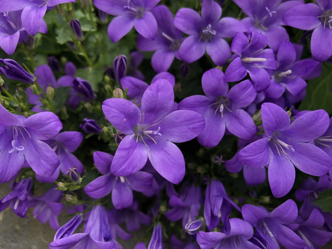 Wall Bellflower - Campanula portenschlagiana Garden habitat, cultivated. Belgium,Campanula portenschlagiana,Geotagged,Spring,Wall Bellflower