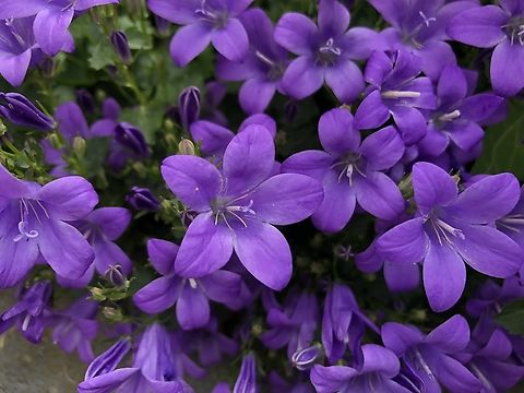 Wall Bellflower - Campanula portenschlagiana Garden habitat, cultivated. Belgium,Campanula portenschlagiana,Geotagged,Spring,Wall Bellflower