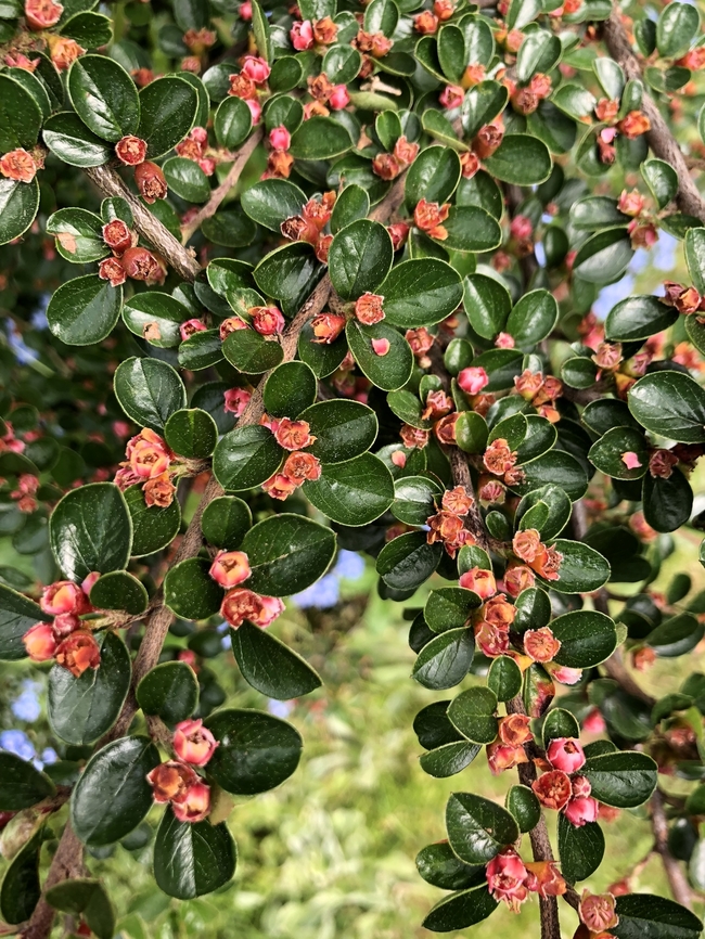 Cotoneaster horizontalis Garden habitat, cultivated. Belgium,Cotoneaster horizontalis,Geotagged,Spring