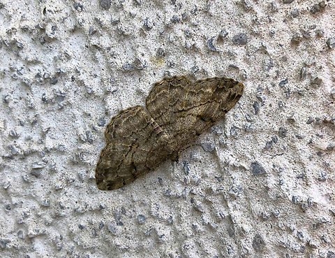 Willow beauty - Peribatodes rhomboidaria  Belgium,Geotagged,Peribatodes rhomboidaria,Spring,Willow beauty